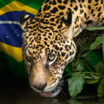 Chegou a hora da onça beber água